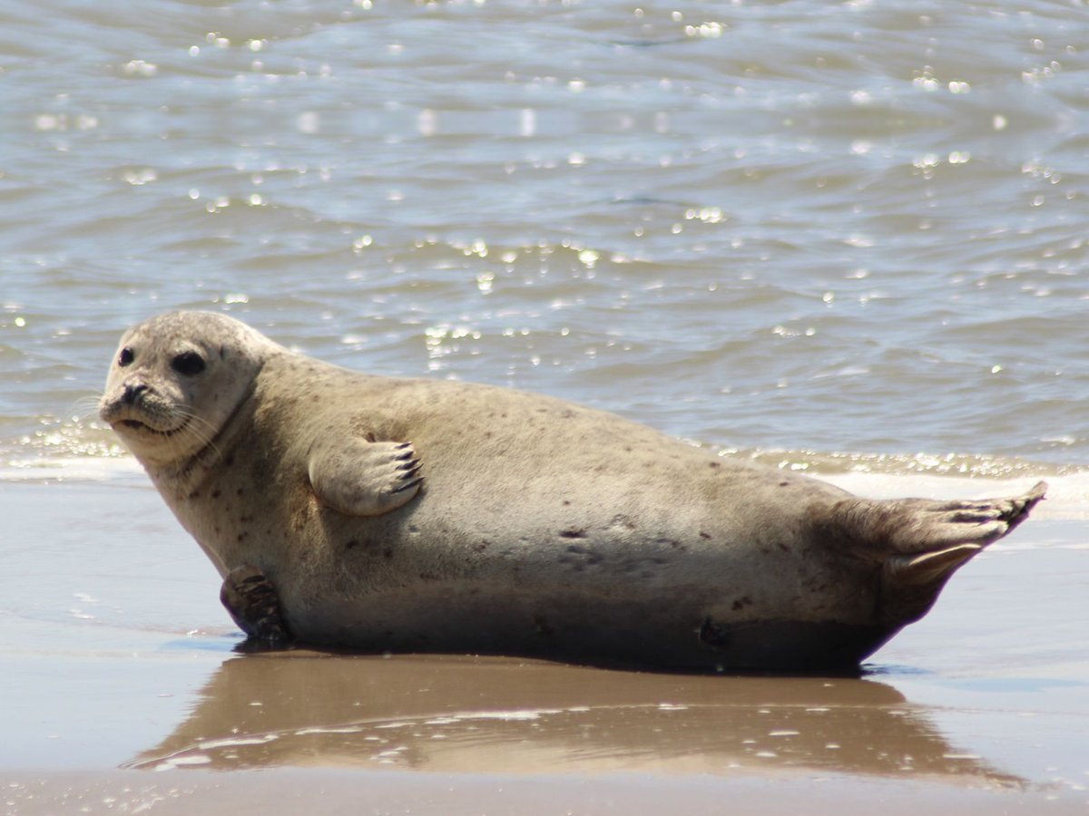 De Wadden